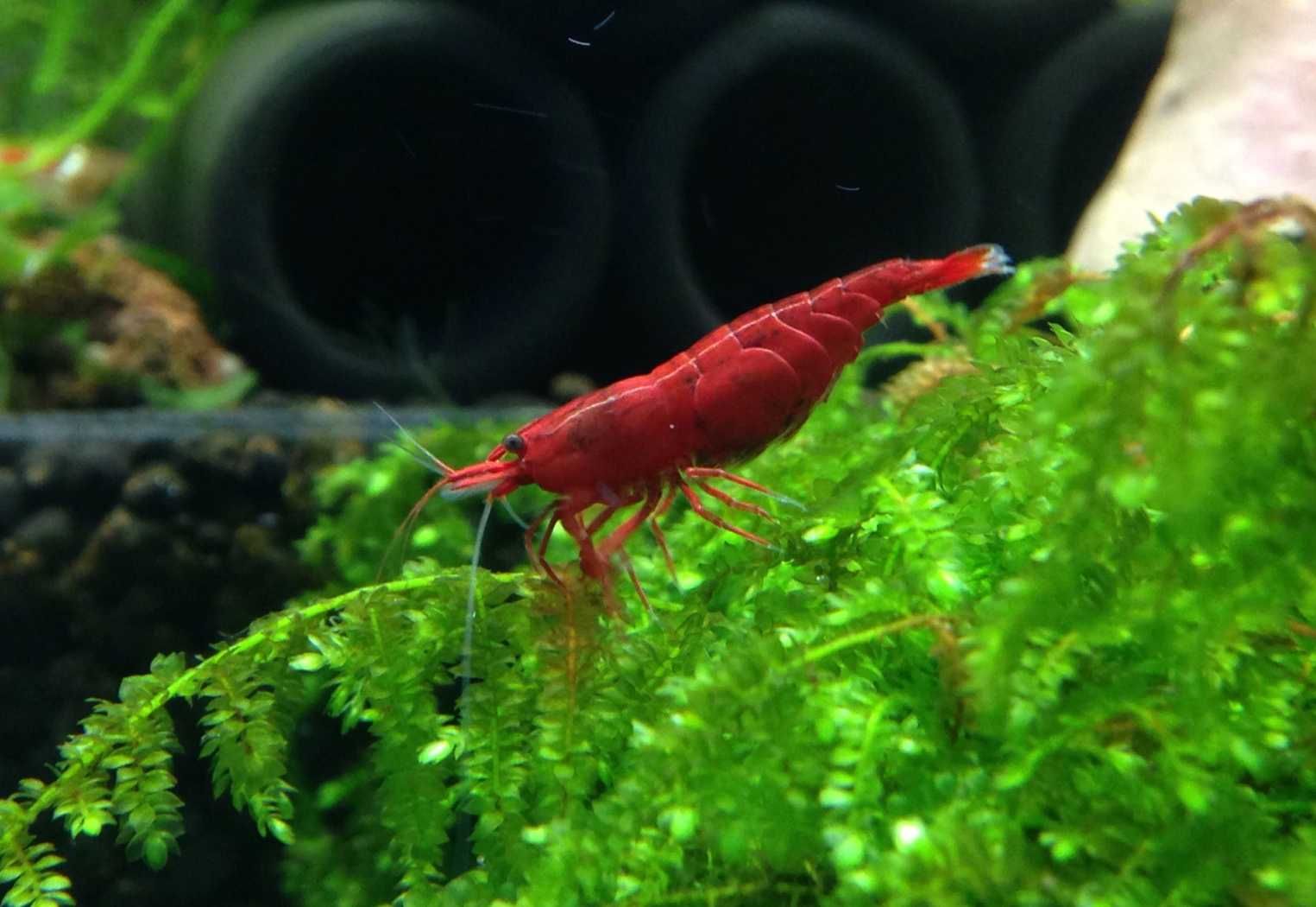 Krewetka BLOODY MARY - Neocaridina - Caridina - dowóz, wysyłka