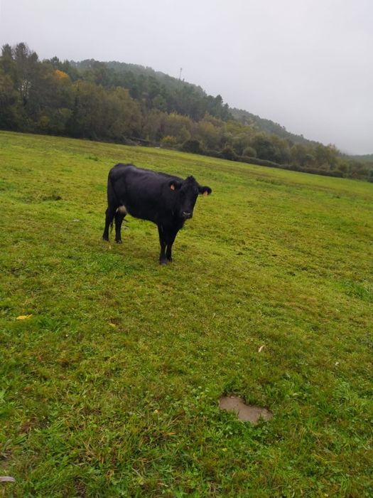 Vacas cruzadas prenhas