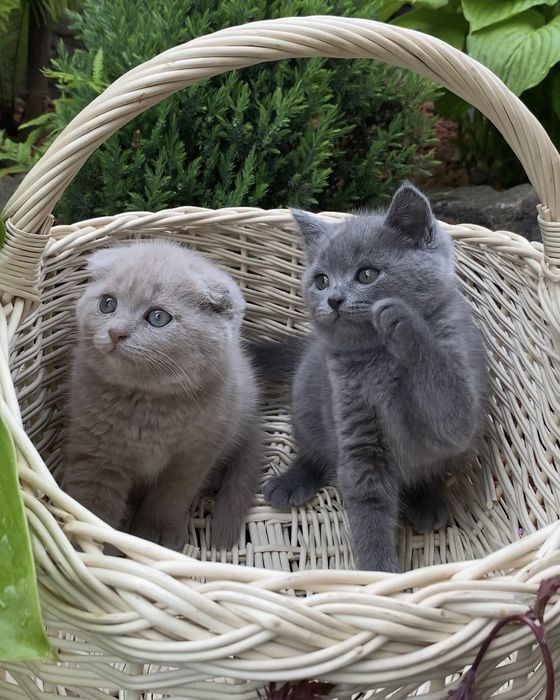 Шотландські кошенята