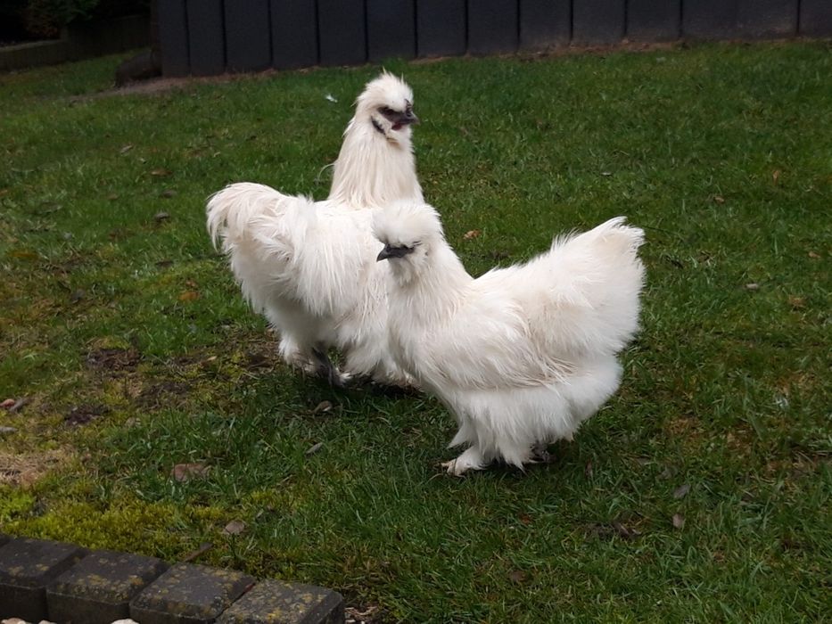 Kury  ozdobne  SILKA  SILKI  jedwabiste  OSTATNIA  PARA