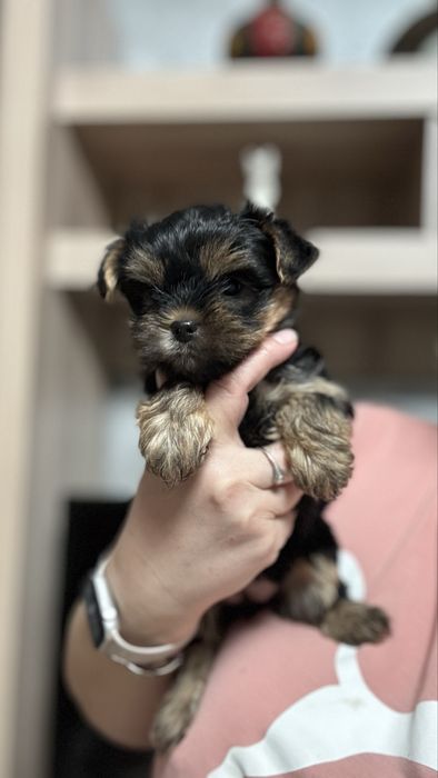 Неймовірний хлопчик йоркширського терьера