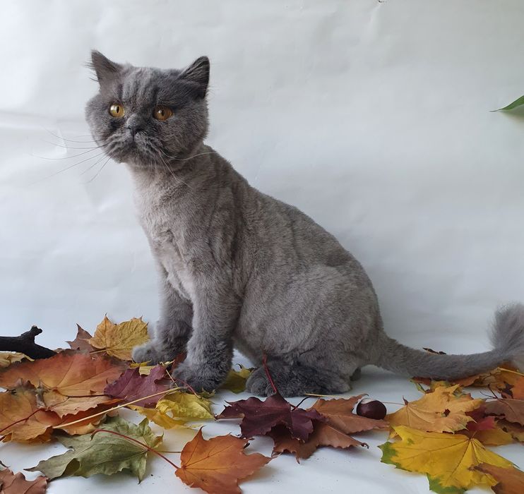 Київ котик британець, породістий. Котята котенок кошенята кіт
