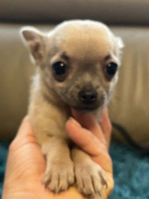 Chihuahua niebiesko podpalana suczka do odbioru
