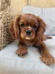 Cavalier King Charles Spaniel 

Z naszej domowej h