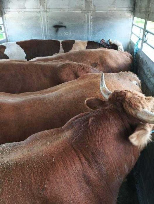 Skup Bydła Rzeźnego ! Krowy Byki Jałówki Konkurencyjne Ceny