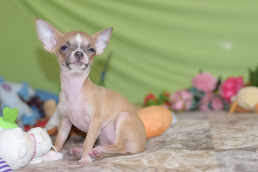 МИНИ малышка чихуахуа