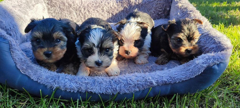 Yorkshire terrier suczka biewer