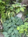 Hosta funkia roslina ogrodowa