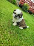 Piesek shih tzu tri-color GOTOWE DO ODBIORU