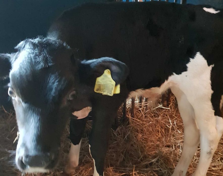 Byczek . Ciele . Byk . Cielak