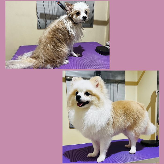 Psi Fryzjer z Doświadczeniem - Pielęgnacja z Miłością