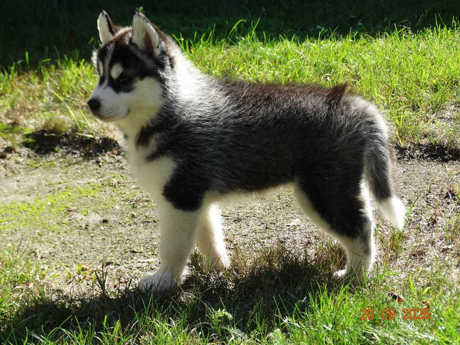 Piękny piesek siberian husky ZKwP / FCI