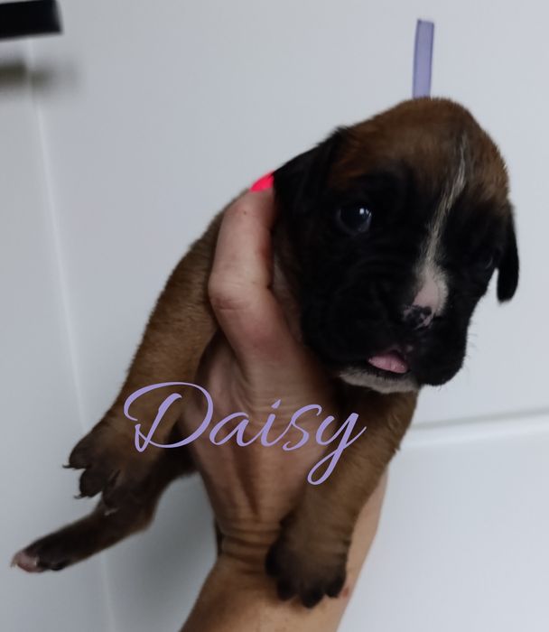 Suczka Daisy bokser szczeniak szzenię szczeniaki