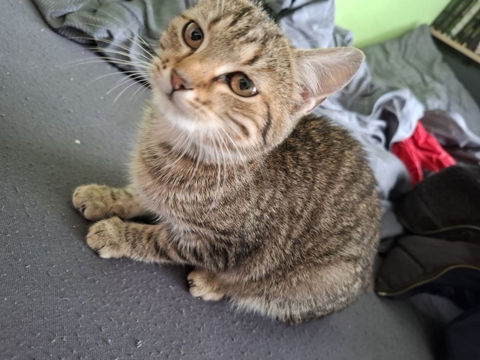 Oddam kotke bardzo przyjazna, ma około 4 miesiące