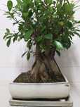 Bonsai 12 anos (40cms)
