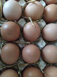 Мясо-яичные, несушки яйцо для инкубации