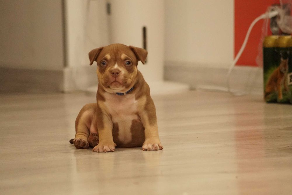 Muscletone's 100 % American Bully ABKC