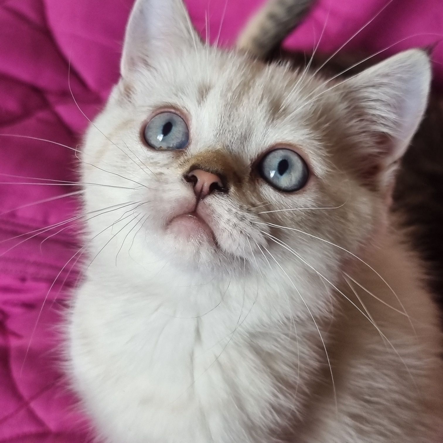 Срочно цена снижена  шикарные шотландские котики!