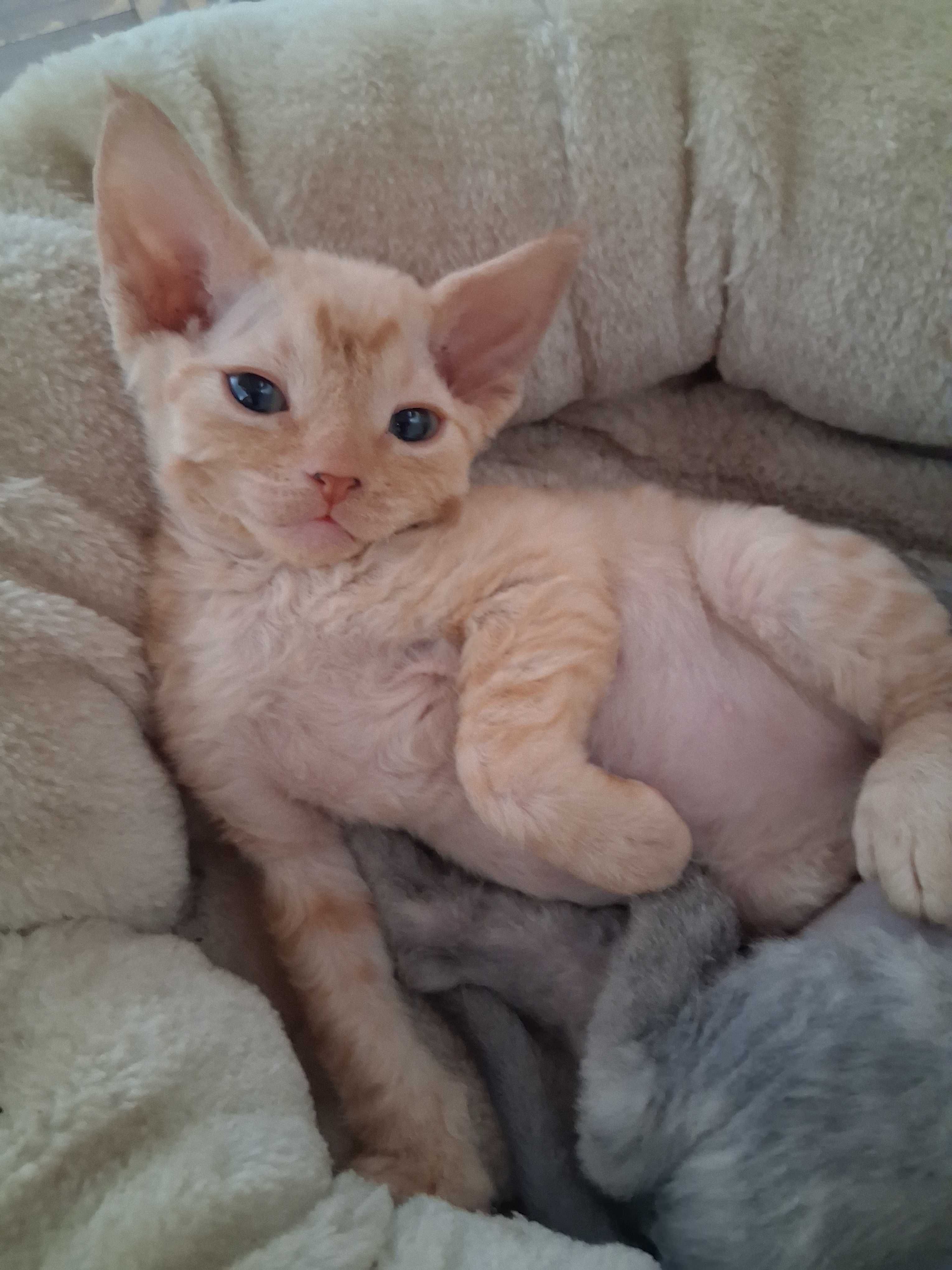 Miziasty rudy kocurek Devon Rex,FPL