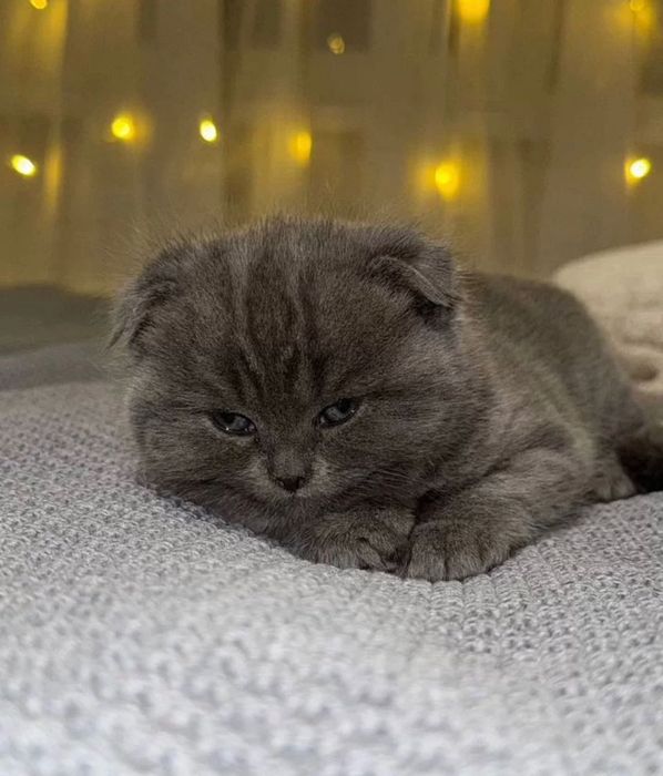 Висловухий британець