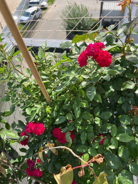 Róża pnąca - Perrenial Domino