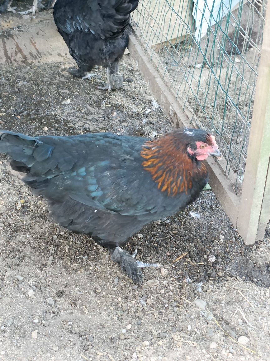 Galinhas Maran Preto e Azul Cobre