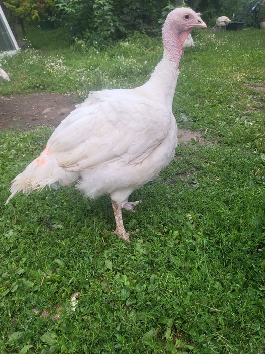 Indyki mięsne z wolnego wybiegu BIG 6 oraz gesi