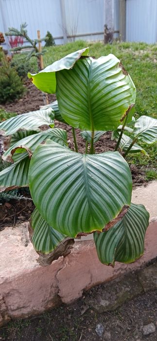 Калатея Орбіфолія