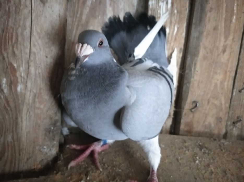 Gołębie staropolskie