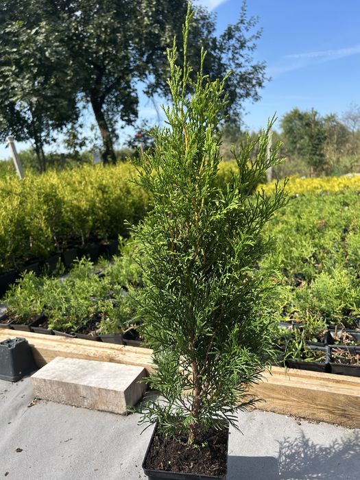 Tuja szmaragd ok 50-60 cm