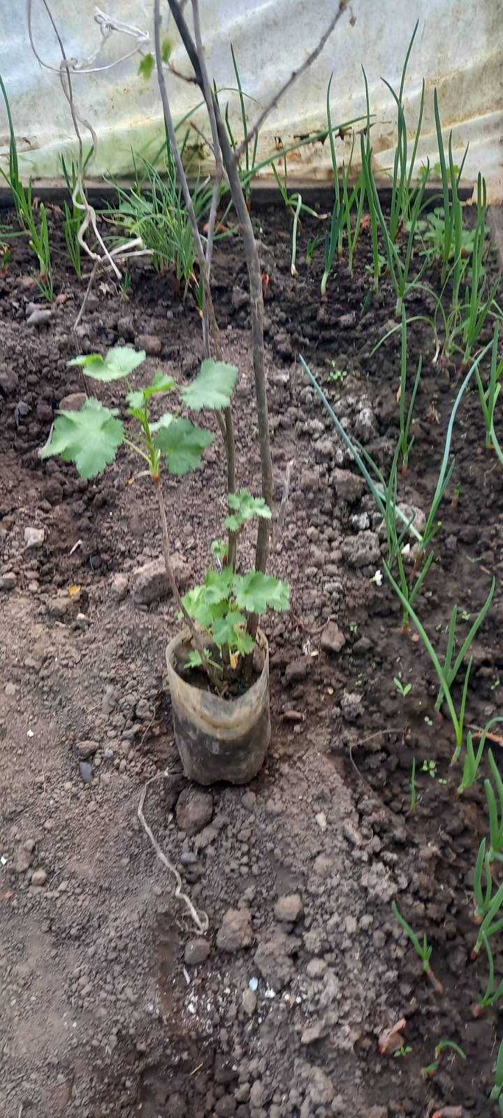 Саженці  йошти ,