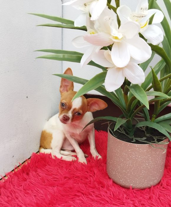 Chihuahua miniaturowy piesek