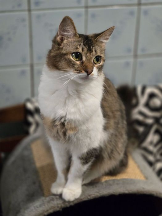 Кошечке нужен дом