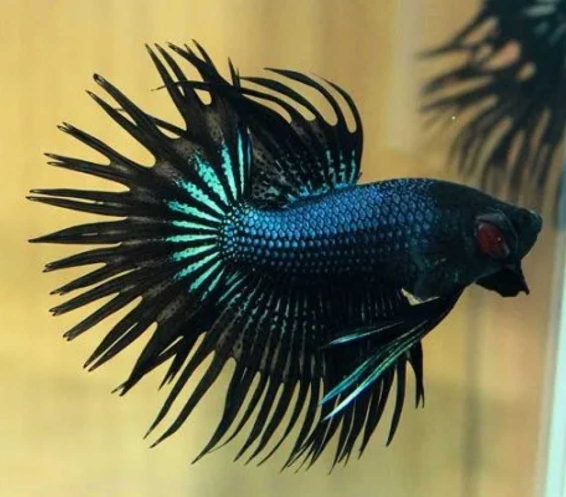 Bojownik wspaniały strzępiasty BLACK ORCHID - Betta - wysyłamy