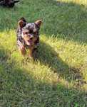 York , Yorkshire Terrier