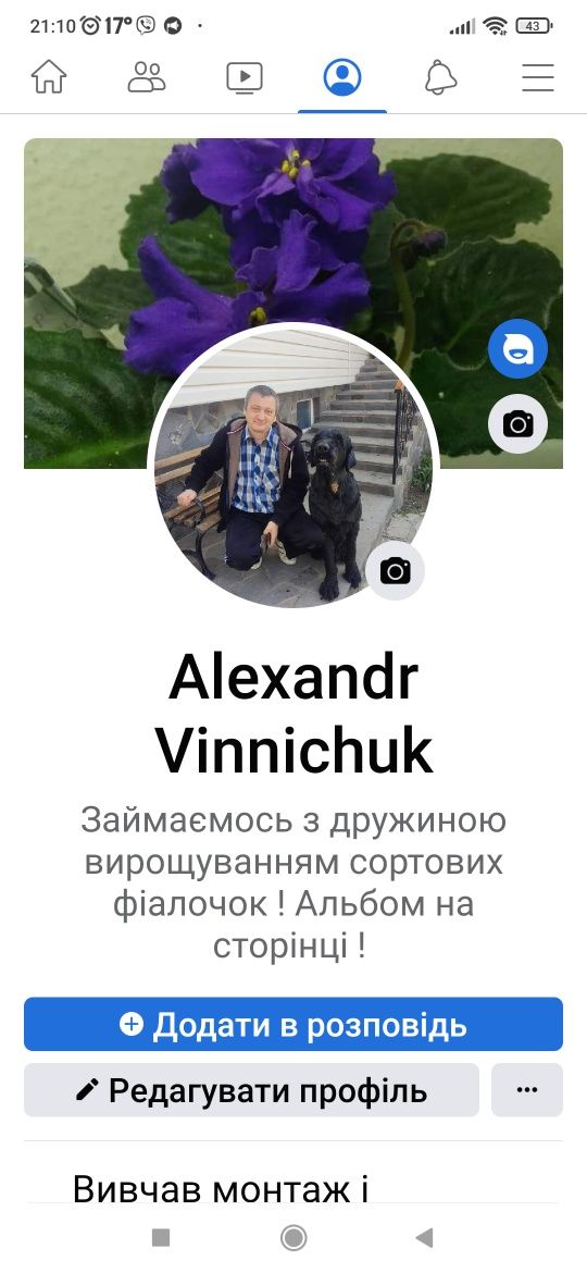 Фіалки  сортові .