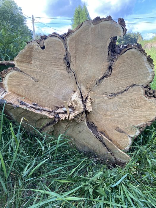 Akacja, drewno tartaczne kłoda tarcica