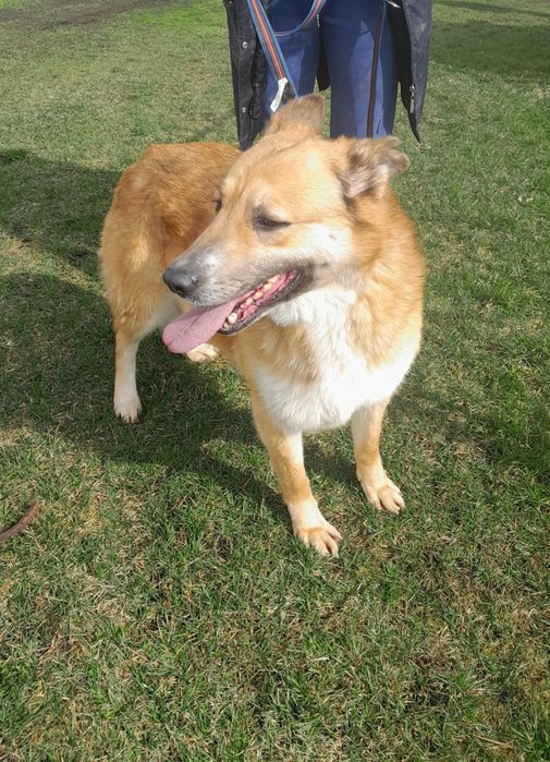 Mary sunia do adopcji