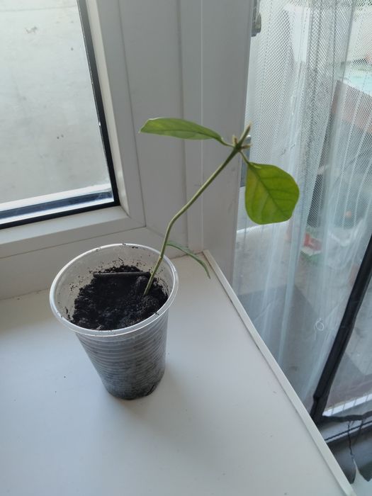 Продам жасмин самбак