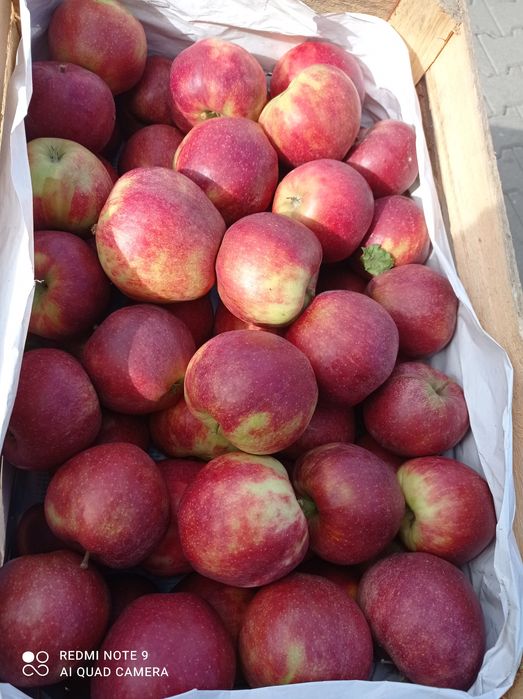 Jabłka eko z rodzinnego sadu