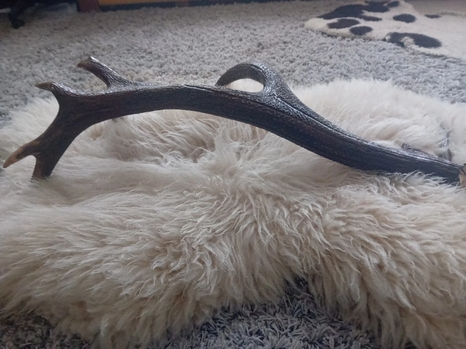 Poroże jelenia. zrzuty para 7 kg.