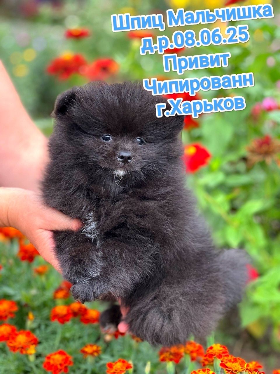 Померанский шпиц