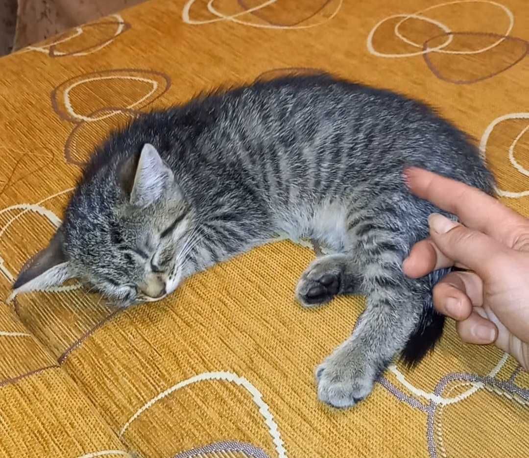 2,5 mies. samczyk do adopcji
