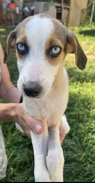 Прилаштовкється у добрі ручки !