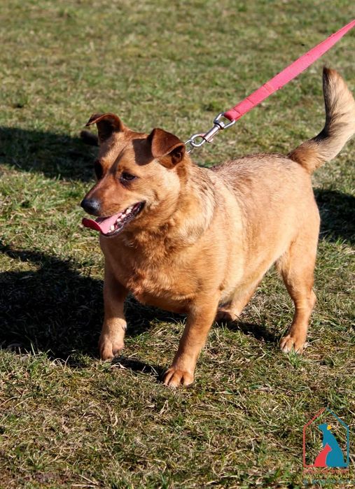 Tymon 86/24 - SZUKA DOMU!