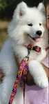 Samoyed suczka z rodowodem szczenię