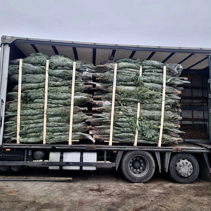 jodła kaukaska 2.00-2.50 świerki choinki