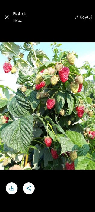 Sadzonki malin Gigant bezkolcowa,mapea,enro inne wczesne i późne