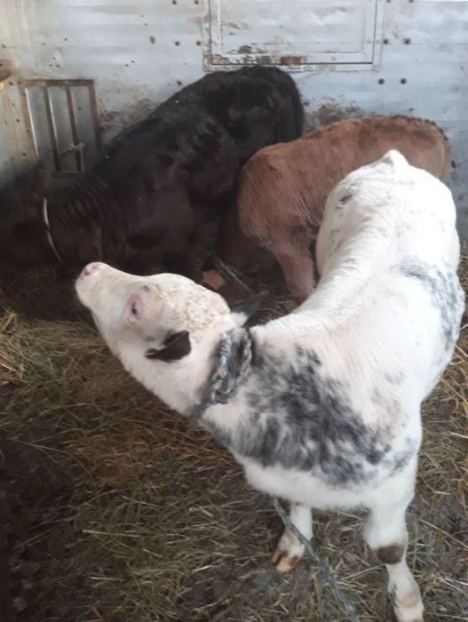 Byczki do sprzedania