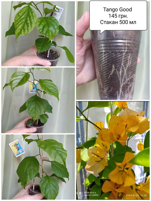 Бугенвілія  акційна ціна. Махрові, стандартні. Квітучі